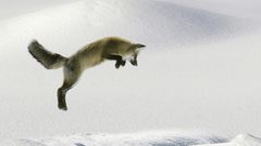 Animals Arctic foxes animal