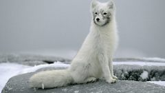 Animals arctica foxes cats
