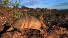 Animals armadillo