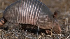 Animals armadillo