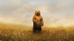 Animals artwork Bears