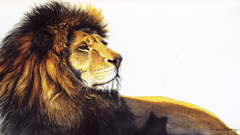 Animals artwork Lions