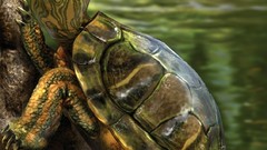 Animals artwork realistic Cris