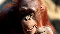 Animals Asia orangutans