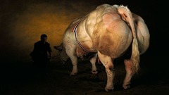 Animals ass Cows animal