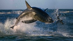 Animals attack Sharks sealife