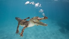Animals Australia Crocodiles underwater