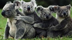Animals Australia koalas