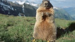 Animals Austria marmots