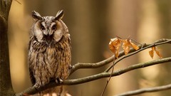 Animals autumn Birds Owls