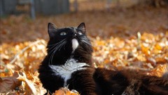 Animals autumn cats bloom