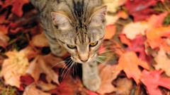 Animals autumn cats fallen leaves