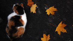Animals autumn cats top view