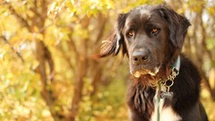 Animals autumn Dogs pets