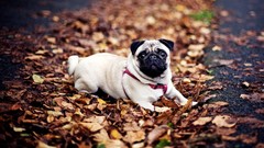 Animals autumn Dogs Pugs fallen leaves