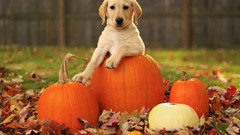 Animals autumn Dogs pumpkins