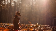 Animals autumn Dogs sunlight fallen leaves