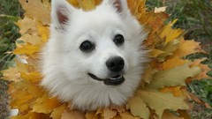 Animals autumn Dogs walk