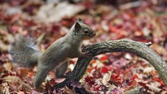 Animals autumn squirrels