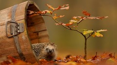 Animals autumn wildlife