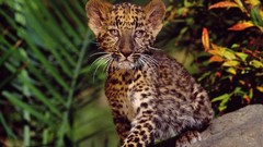 Animals baby animals