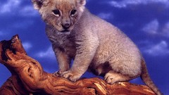 Animals baby animals