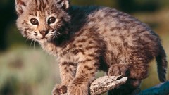 Animals baby animals bobcats