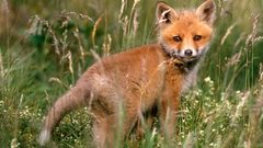 Animals baby animals foxes
