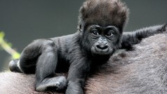 Animals baby animals gorillas