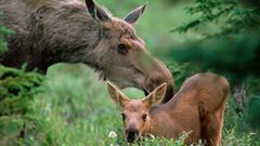 Animals baby animals moose