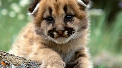 Animals baby animals mountain lions