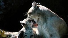Animals baby animals mountain lions