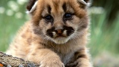 Animals baby animals mountain lions