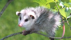 Animals baby animals opossums
