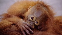 Animals baby animals orangutans