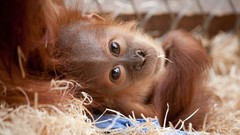 Animals baby animals orangutans