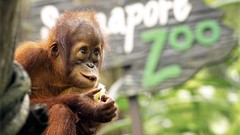 Animals baby animals orangutans