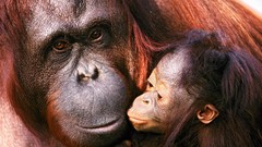 Animals baby animals orangutans