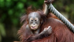 Animals baby animals orangutans