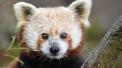 Animals baby animals red pandas