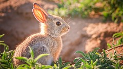 Animals baby Bunnies wild animals wildlife