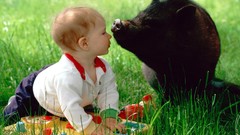 Animals baby pigs