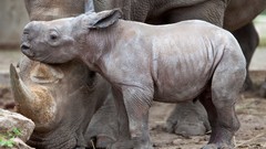 Animals baby rhinoceros baby animals