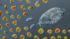 Animals bacteria organisms unicellular