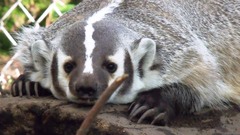 Animals badgers
