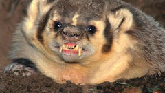 Animals badgers animal