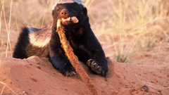 Animals badgers honey badger