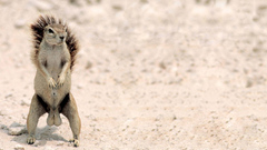 Animals balls squirrels nuts