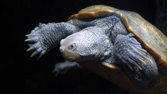 Animals baltimore turtle