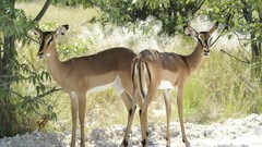 Animals Bambi natural forests complex magazine